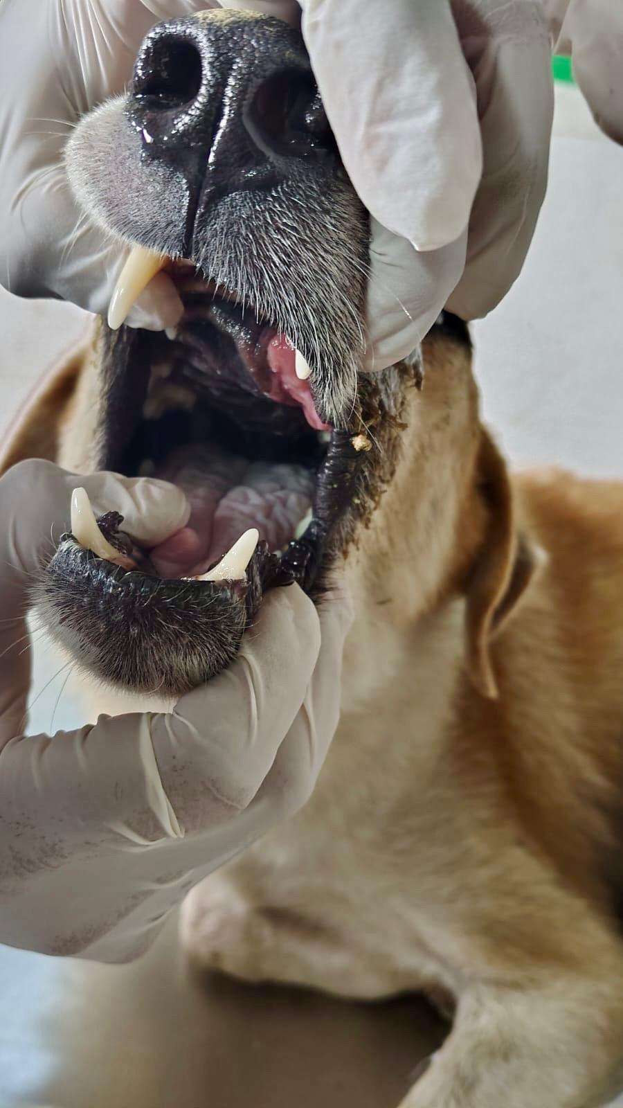 balu (15).jpeg